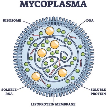 Mycoplasma Hominis Introduction Classification Morphology Clinical